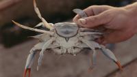 Next gen crabbers use social media to tell their story and sell their catch
