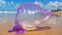 Portuguese man o' war spread in Spain: what to do if you are stung