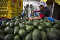 Mexico bolsters Avocado region security!