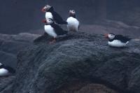 Decoys, Mirrors, Birdsong, and Pairs of Puffins: Bringing the Puffin Home to Maine