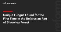 Unique Fungus Found for the First Time in the Belarusian Part of Białowieża Forest