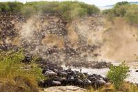 Africa’s Great Migration Attracts Travelers From Throughout The World