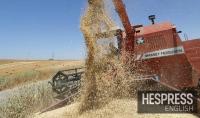 Morocco extends import duty measures on wheat, livestock and meat through 2026