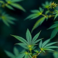 Therapeutic Applications of Medical Cannabis and Cannabinoids