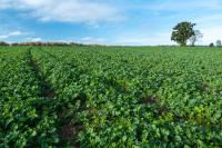 Seed Sector 2045: Cover Crops Offer Regenerative Opportunity for Seed