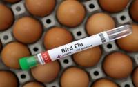 World : Australiaâ€™s Victoria State Orders Poultry Lockdown As H5N1 Bird Flu Cases Rise