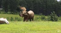 Asha, the former Natural Bridge Zoo elephant, is now at a sanctuary; animal rights groups cheer
