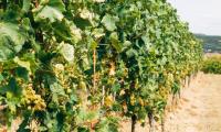Croatian grape harvest at risk as heat and drought hit vineyards