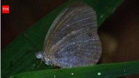 Butterflies are changing where they live across the planet, with climate and extreme weather driving most documented shifts