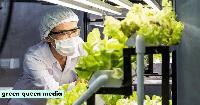 Scientists Grow Animal Protein in Tobacco & Lettuce to Enhance Plant-Based Meat