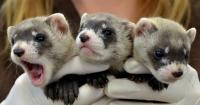 How changing the definition of ‘harm’ could affect Wyoming’s endangered species