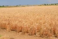 FAO Food Price Index edges up amid weather, energy and geopolitical concerns