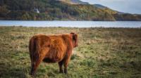 Scottish red meat sector hits record £4.2bn output