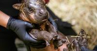Edinburgh Zoo names endangered pygmy hippo calf after first health check
