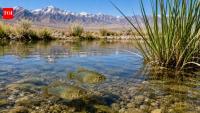California biologist Phil Pister saved the last Owens pupfish from extinction in 1969 by carrying every surviving fish in two buckets