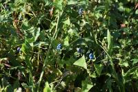 Michigan officials confirm fast-spreading invasive vine in Jackson County, warn forests at risk
