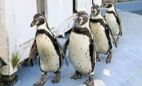 All 4 penguins kept at northeastern Japan zoo die of avian malaria