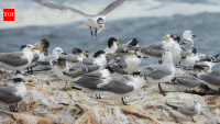 In 2018, Puerto Rico built a fake seabird colony from plastic birds, mirrors and recorded calls; real birds soon arrived and nested