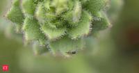 Scientists discover a flower that secretly eats insects, and say there could be many more killer plants