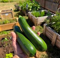 Colton Corner: Food bank creating garden, shooting for solar power