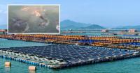 30 Tonnes a Day to Hong Kong: How Ningde’s Blue Innovation-Driven Productivity Keeps Yellow Croaker Industry Fresh and Green
