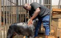 How Uncle Dogs turned dog keeping into a thriving business