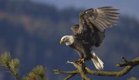 Kentucky state trooper rescues injured bald eagle, now released back to the wild