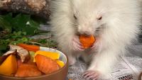Maine wildlife center treats rare albino baby porcupine for mange