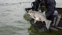 Maryland closes Chesapeake Bay for striped bass fishing as summer heat threatens fish