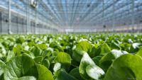 Lettuce grower Revol Greens warns of shutdown, layoffs in Minnesota, Texas