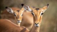 Botswana wildlife clip sparks debate over whether oxpecker helped impala, or fed on a wound