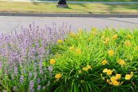New Jersey borough orders 70% native plants on public land in fight against invasive species