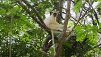 Bezos-backed $200M species project faces greenwashing scrutiny