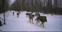 What a network of cameras tells us about Michigan's wolves