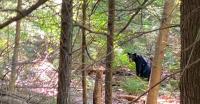 Bear with us: Mohican’s latest visitor probably isn’t planning to stay