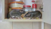 Neighbors in Toledo, Ohio, say 2 vacant homes are 'full of rats' after years without action