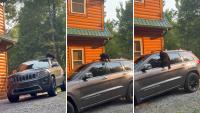 Bear cub clambers over Tennessee family's SUV as its trapped mother waits inside