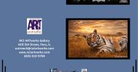 Local photographers showcase equine portraits, nature studies at NCI ARTworks