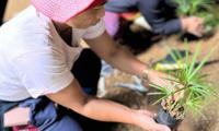 DENR expands Bukidnon rattan gene bank amid rising industry demand