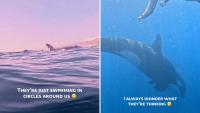 Two curious orcas join Bahamas snorkeling trip, leaving guide asking, 'Are [they] choosing to swim with us?'