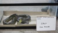 Connecticut warehouse raid uncovers 46 venomous snakes, 13 types of rattlesnakes