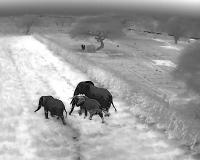 Thermal drones deployed in Kenya’s Amboseli Park to tackle human-elephant conflict