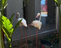 “Not Decorations”: Egyptians Call for Action Over Animal Welfare Practices
