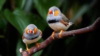 Scientists complete the first songbird genome and uncover 2,710 genes