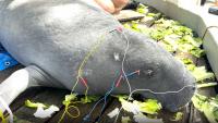 Florida zoo treats animals with acupuncture, here's why