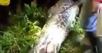 Missing farmer's fully clothed body found inside 23-foot giant python