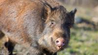Sen. Britt hails USDA’s $35 million for feral swine control