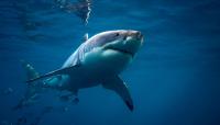 Drone catches great white shark weaving through school of Australian salmon