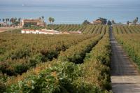 Andalusian agriculture continues to rely on an ageing workforce despite investment in young farmers