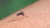 Israel Reports First West Nile Fever Death of 2026